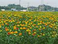 Safflower